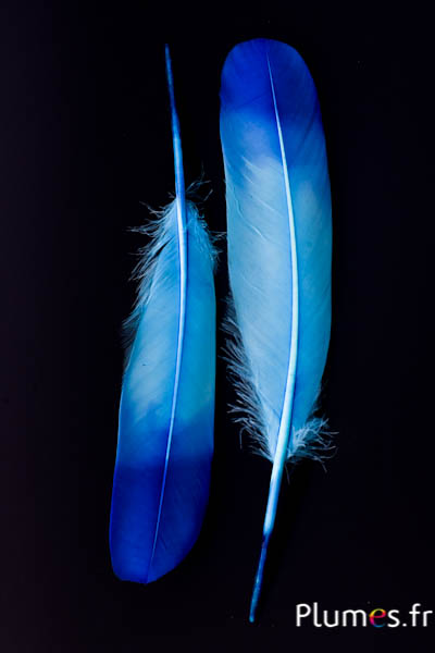Cygne Soie - 25-30 cm - turquoise-bleu